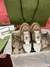 Gucci Screener