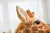 Girafa