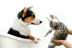 Banner da categoria Pet Magari 