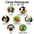 Cama Retangular para Cachorro ou Gato Luxo Preto Ossinhos na internet