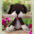 Cachorrinho - Mingo - comprar online