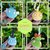 Coleção GAME START - Genshin Slimes na internet
