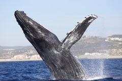Banner for category Catamaran  Whale Watching