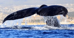 Banner de la categoría Whale Watching  (december to april)