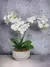 Arranjo de Orquídeas Phalaenopsis Brancas em Vaso de Cerâmica - Toque Real e Elegância Premium na internet