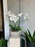 Arranjo de Orquídeas Phalaenopsis Brancas em Vaso de Cerâmica - Toque Real e Elegância Premium - comprar online