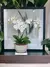 Arranjo de Orquídeas Phalaenopsis Brancas em Vaso de Cerâmica - Toque Real e Elegância Premium