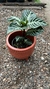 APHELANDRA SQUEARROSA