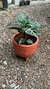 APHELANDRA SQUEARROSA - comprar online