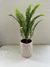HELECHO ESPADA + MACETA CERAMICA BLANCA