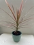 DRACENA MARGINADA - comprar online