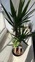 YUCA 15lts - comprar online