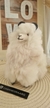 Alpaca grande