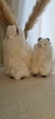 Alpaca grande en internet