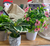 Plantitas artificiales