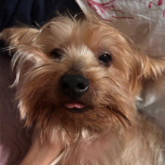 Giovana Mirelle, Tutora do Ted