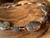 Cintos de metal Western - wild western