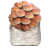MICELIO PHOLIOTA