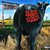 Blink 182 - Dude Ranch - comprar online