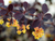 Berberis Thumbergii Atropurpurea en internet