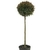 Boj Buxus Topiario - comprar online
