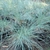 Festuca Ovina Glauca - Vivero Kirken - Vivero Productor