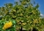 Guaran - Vivero Kirken - Vivero Productor