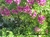 Polygala en internet