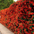 Crataegus Van Heden