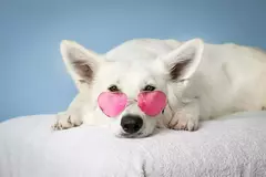 Banner da categoria Pet Love