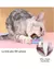 CATNIP - Pelotita - Hangry' Pets