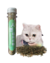 CATNIP - Hierba Gatera