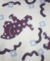 Banner de Punta pie