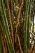 BAMBUZAL - TAMANHO: 0.90X1,70 na internet
