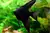 ACARA BANDEIRA NEGRO