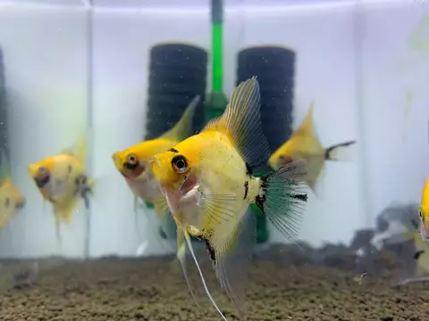 ACARA BANDEIRA KOI RED DEVIL