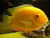 ACARA SEVERUM GOLD PMD