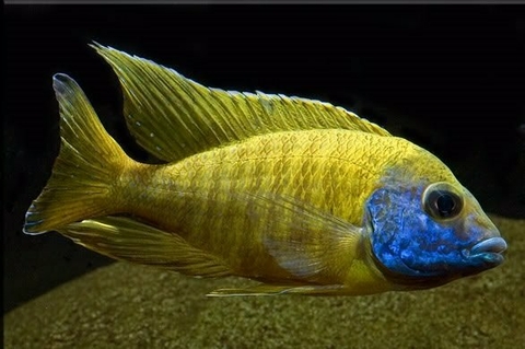 AULONOCARA MALERI YELLOW