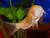 CORYDORA ALBINA - comprar online