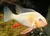 ACARICHTHYS HECKELII ALBINA - GEOPHAGUS