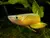 KILLIFISH GOLDEN PANCHAX - comprar online