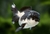 KINGUIO ORANDA PANDA P