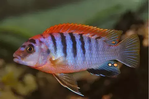 LABIDOCHROMIS HONG SWEDEN