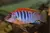 LABIDOCHROMIS HONG SWEDEN