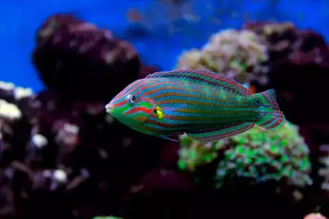 WRASSE MELANURUS COLOR