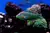 WRASSE MELANURUS COLOR
