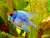 RAMIREZI BALÃO ELETRIC BLUE