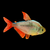 TETRA COLOMBIANO
