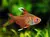 TETRA BENTOSI WHITE FIN