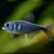 TETRA BLUE STEEL